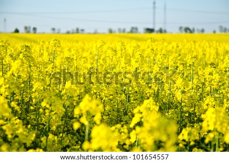 Vibrant yellow crop of canola grown as a healthy cooking oil or conversion to bio diesel as an alternative to fossil fuels.