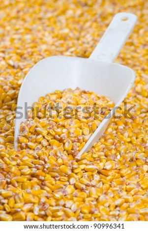 Corn seed in the plastic scoop.
