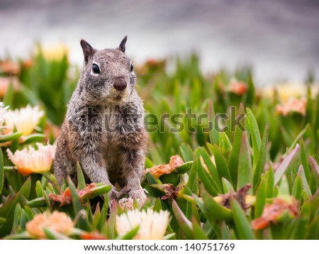 Cute Squirrel having it\'s meal and peeking out of the grass looking for potential danger. Pacific Ocean in the background - shot in San Diego, California.