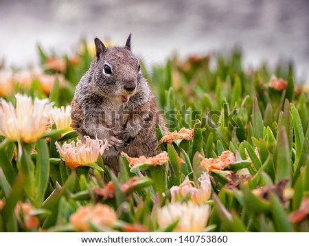 Cute Squirrel having it\'s meal and peeking out of the grass looking for potential danger. Pacific Ocean in the background - shot in San Diego, California.