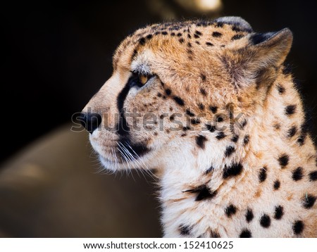 Close up portrait of Snow Leopard cub.