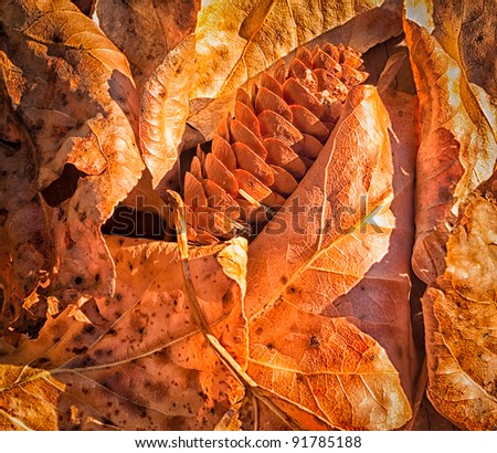 Dry Leaves and Pine Cone closeup as a sign of season change