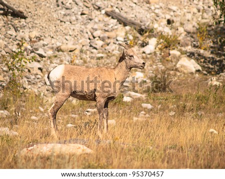Youngster Mountain Goat away from it\'s herd. Mountain Goats are common seeing and a real danger for drivers that drive through Rocky Mountains.