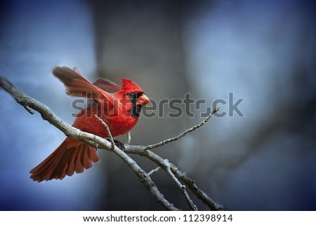 Northern Cardinal ready for Lift-Off