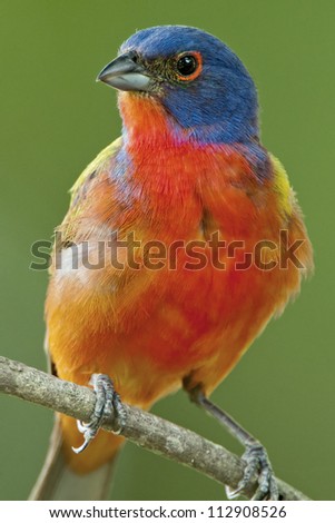 Vibrant Male Painted Bunting