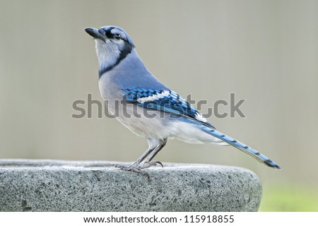Blue-Jay at the Birdbath