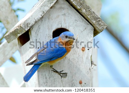 Male Eastern Bluebird bringing Straw to Nesting Box