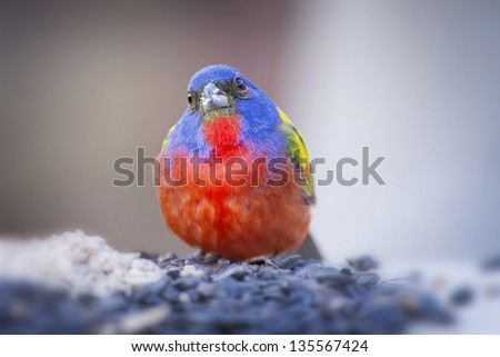 Puffed Up Painted Bunting
