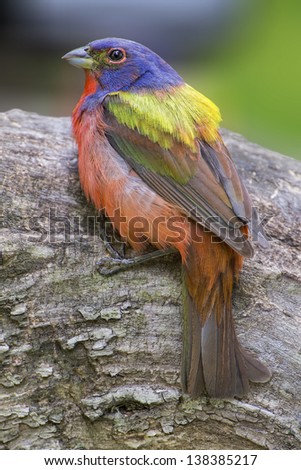 Painted Bunting Male perched on Log