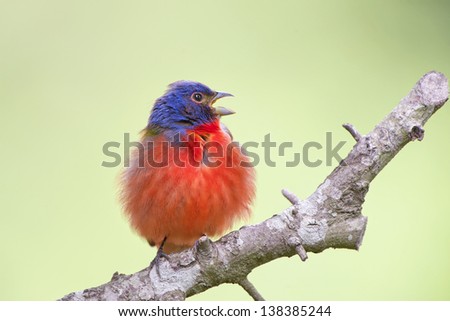 Male Painted Bunting on Limb
