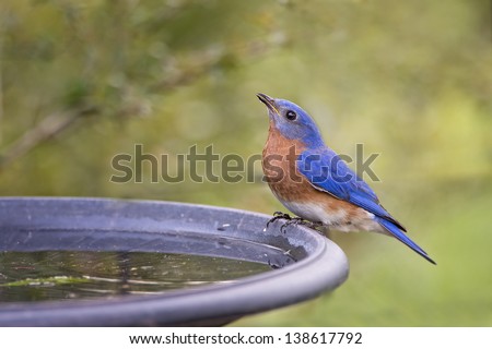 Male Eastern Bluebird at Birdbath