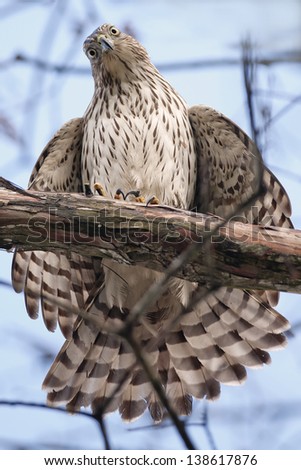 Hawk with tail feathers fanned out