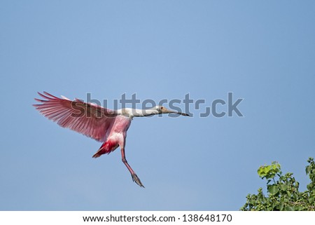 Roseate Spoonbill with Landing Gear Down
