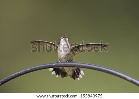 Hummingbird with Tiny Wings Outstretched