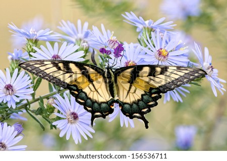 Eastern Tiger Swallowtail Butterfly on Wildflowers