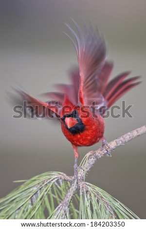 Free Falling Cardinal