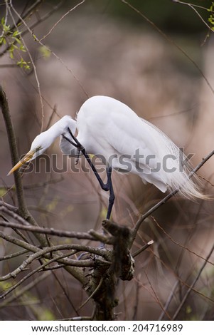Great White Egret Scratching Its Head