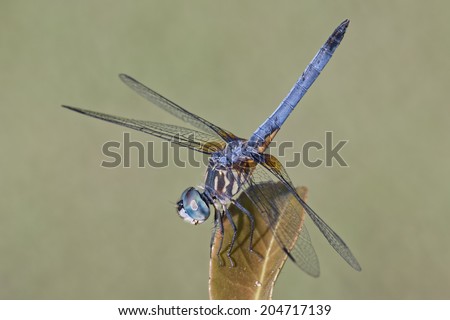 Male Blue Dasher Cooling Off
