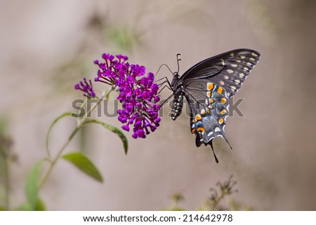 Black Swallowtail Butterfly on Butterfly Bush Blossom