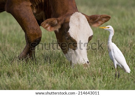 Best of Friends Cow and Bird
