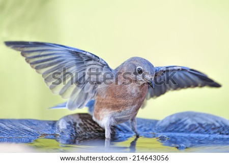 Eastern Bluebird with Wings Extended