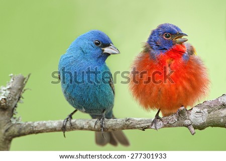 Male Indigo Bunting and Male Painted Bunting
