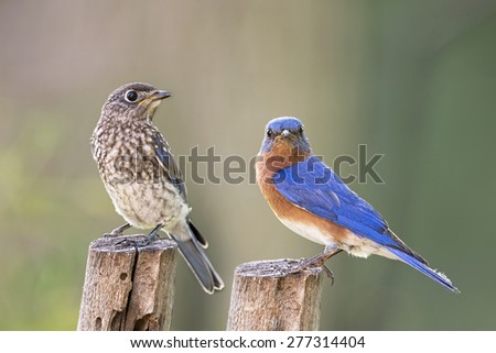 Juvenile Eastern Bluebird and Daddy Bluebird