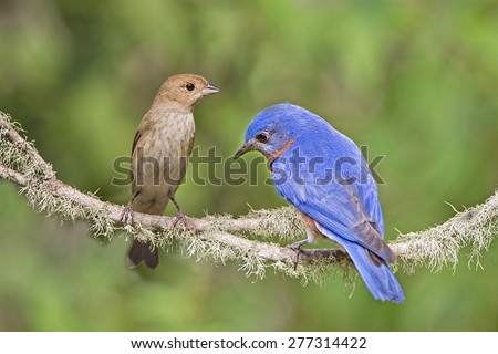 Female Indigo Bunting and Male Eastern Bluebird on Branch