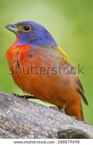 Painted Bunting Profile