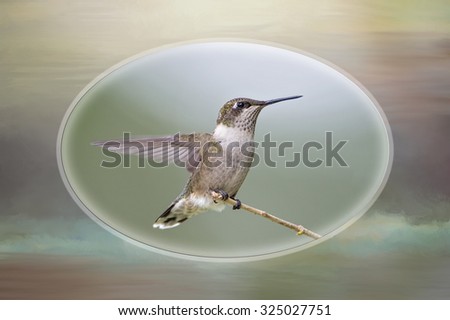 Hummingbird with Wing Extended