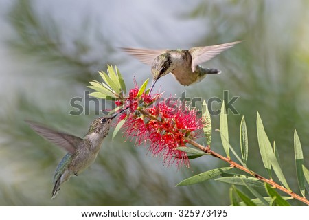 Hummingbird Feeding on Bottle Brush