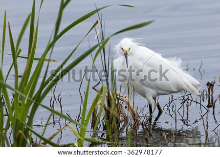 Snowy Egret with Frontal View of Face