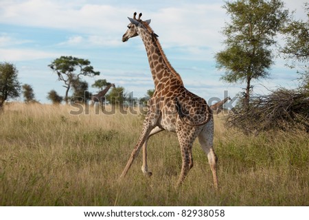 Giraffe Running on African plains