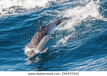 Dolphin jumping out of the water