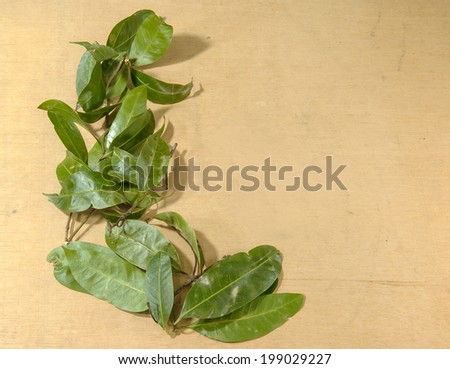 Green leaves with space for text or background
