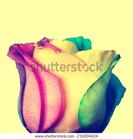 Rainbow rose flower. Toned image