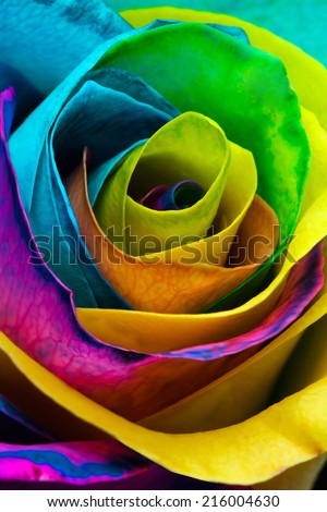 Rainbow rose macro