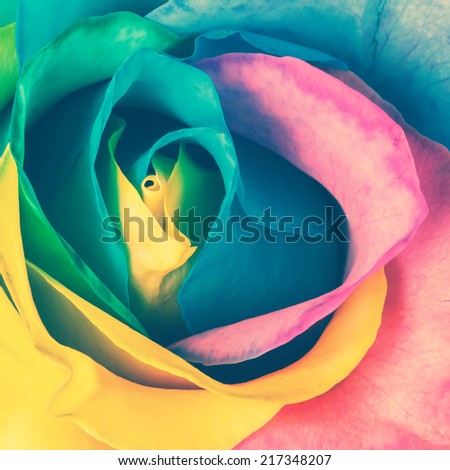 Rainbow rose. Toned image