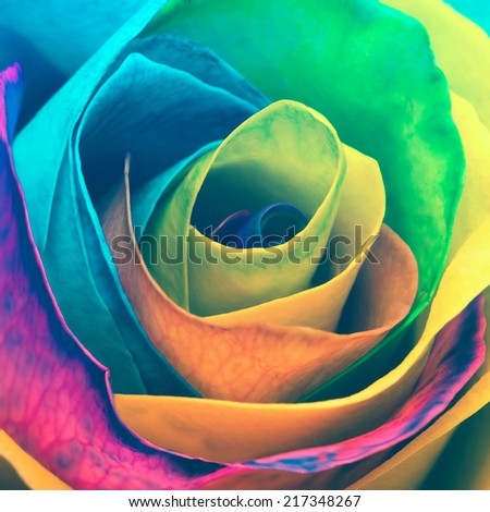 Rainbow rose flower. Toned image