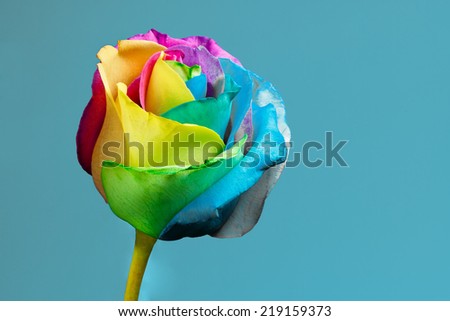 Rainbow rose with copy space