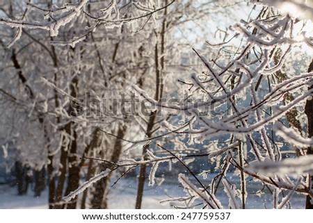 Closeup of trees covered with snow. Snowfall background
