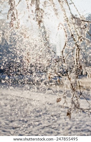 Snowfall background. Branches of trees with snow