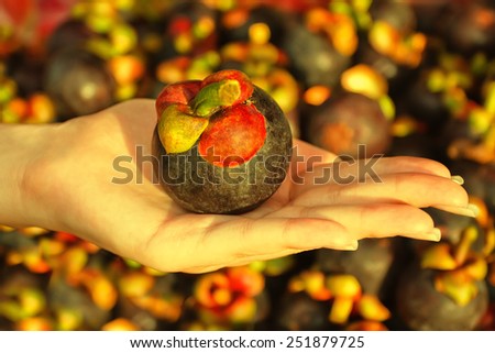 Female hand holding mangosteen fruit outdoors at market. Toned effect