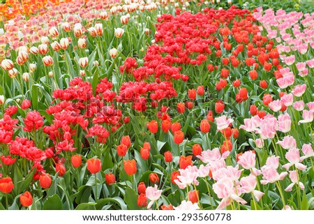 Colorful tulip flowers in spring. Sea of tulips