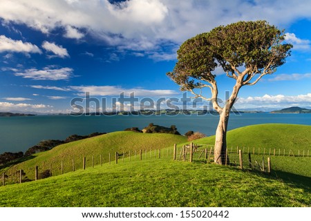 Lonely tree and blue sky, Duder Regional Park, Auckland, New Zealand