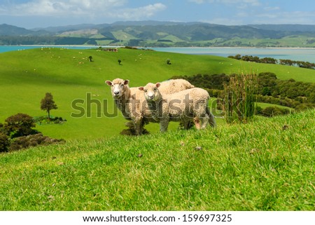 Two Sheeps on Green Field of the Pacific Sea Coast, Duder Regional Park, Auckland Region, New Zealand