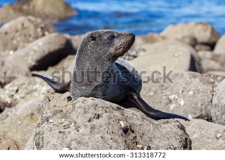 Sea lion laying on the beach on the Pacific Sea Coast, Auckland Region, North Island, New Zealand