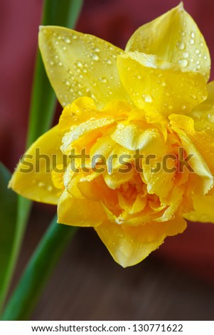 Spring yellow narcissus with water drops on petals.