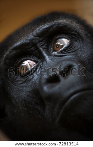 Gorilla close up portrait