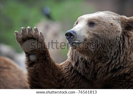 Brown Bear Saying Hello